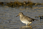 Purple Sandpiper    Calidris maritima