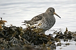      Calidris maritima