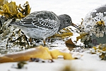 Purple Sandpiper    Calidris maritima