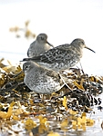      Calidris maritima