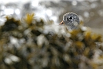 Purple Sandpiper    Calidris maritima