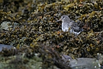 Purple Sandpiper    Calidris maritima