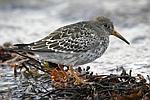 Purple Sandpiper    Calidris maritima