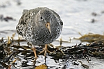 Purple Sandpiper    Calidris maritima