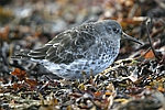 Purple Sandpiper    Calidris maritima