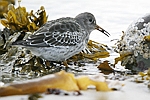 Purple Sandpiper    Calidris maritima