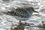 Purple Sandpiper    Calidris maritima