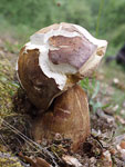 Queen Bolete   Boletus aereus