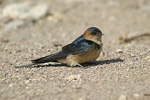 Red-rumped Swallow   