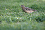 Red-throated Pipit    Anthus cervinus