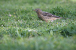 Red-throated Pipit    