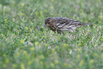 Red-throated Pipit    Anthus cervinus