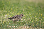 Red-throated Pipit    Anthus cervinus