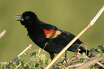 Red-winged Blackbird    Agelaius phoeniceus