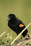 Red-winged Blackbird    Agelaius phoeniceus