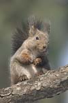 Red Squirrel   Sciurus vulgaris