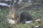 Red Squirrel   Sciurus vulgaris