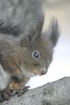 Red Squirrel   