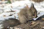 Red Squirrel   Sciurus vulgaris