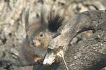 Red Squirrel   Sciurus vulgaris