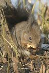 Red Squirrel   Sciurus vulgaris