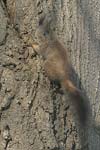     Sciurus vulgaris