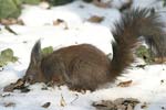 Red Squirrel   Sciurus vulgaris