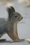 Red Squirrel   Sciurus vulgaris