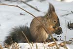 Red Squirrel   Sciurus vulgaris