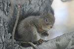 Red Squirrel   Sciurus vulgaris