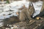 Red Squirrel   