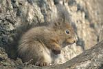 Red Squirrel   