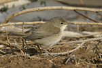 Reed Warbler    