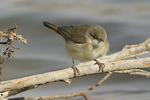 Reed Warbler    Acrocephalus scirpaceus