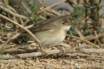 Reed Warbler    