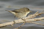 Reed Warbler    Acrocephalus scirpaceus