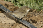 Reed Warbler    Acrocephalus scirpaceus