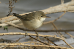 Reed Warbler    Acrocephalus scirpaceus