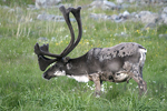 Reindeer   Rangifer tarandus