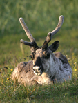 Reindeer    Rangifer tarandus 