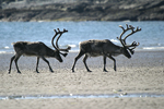 Reindeer    Rangifer tarandus 