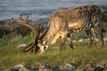 Reindeer    Rangifer tarandus 