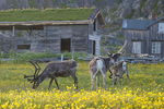 Reindeer    Rangifer tarandus 