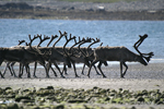 Reindeer    Rangifer tarandus 