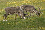 Reindeer    Rangifer tarandus 