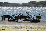 Reindeer    Rangifer tarandus 