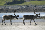 Reindeer    Rangifer tarandus 