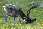 Reindeer    Rangifer tarandus 