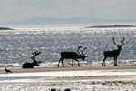 Reindeer    Rangifer tarandus 