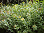 Golden Root    Rhodiola rosea 